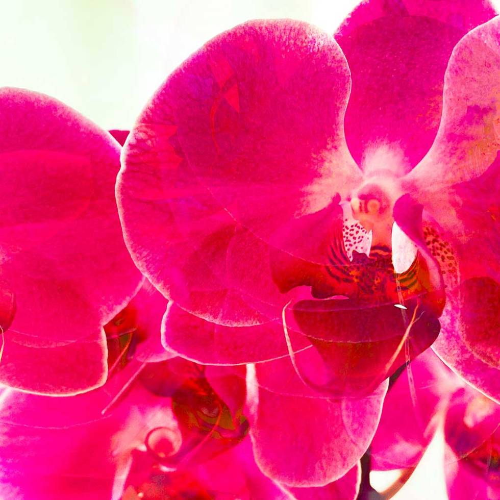 stanko magenta-orchids-